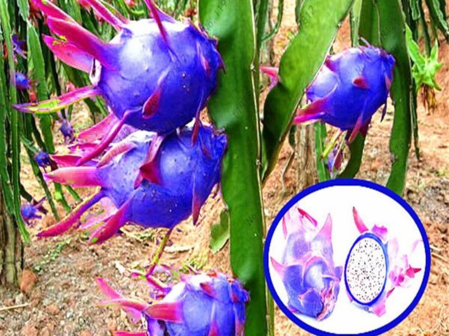 The Best Dragon Fruit Trees For Sale 2024