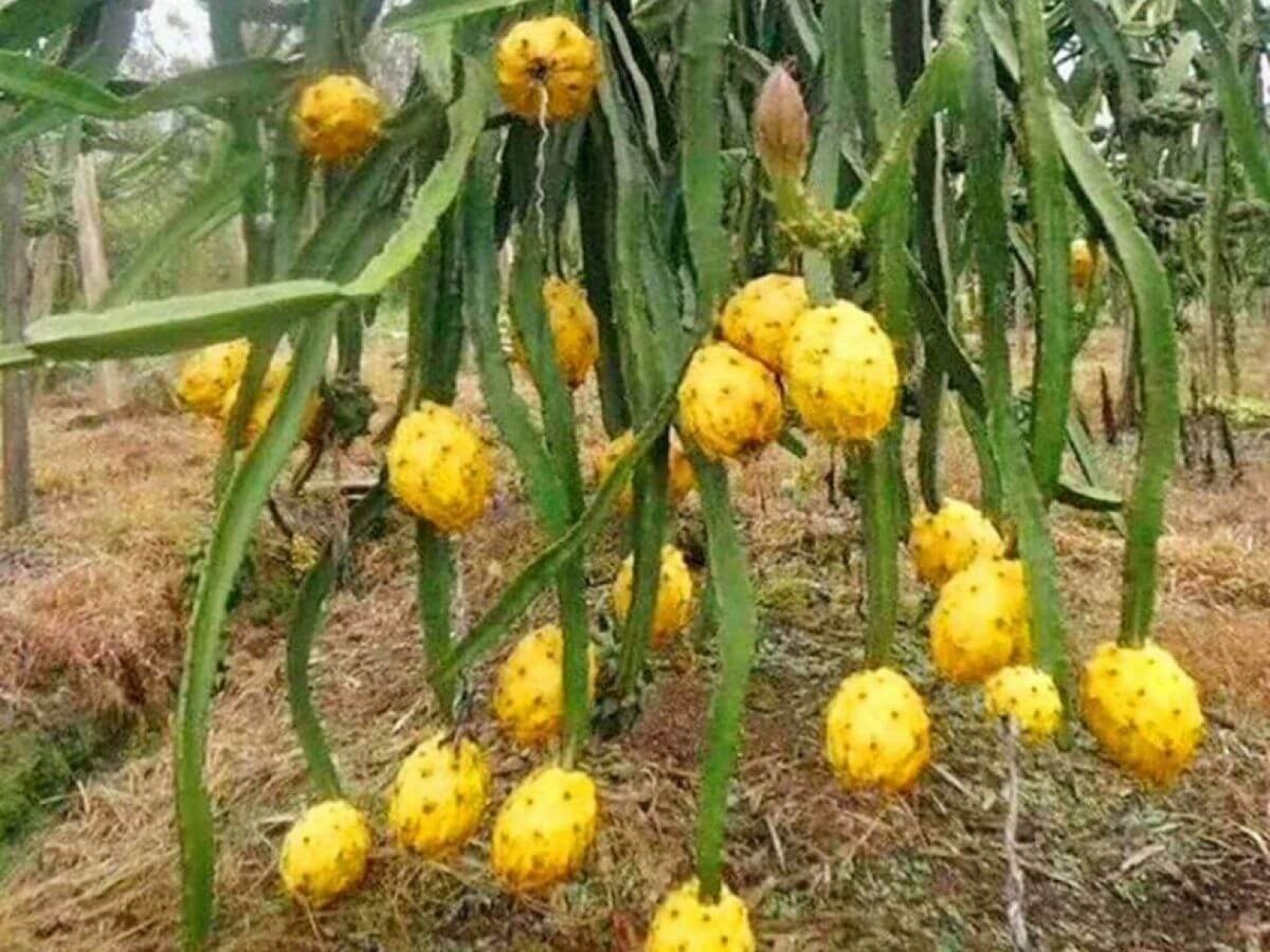 The Best Dragon Fruit Trees For Sale - 2022