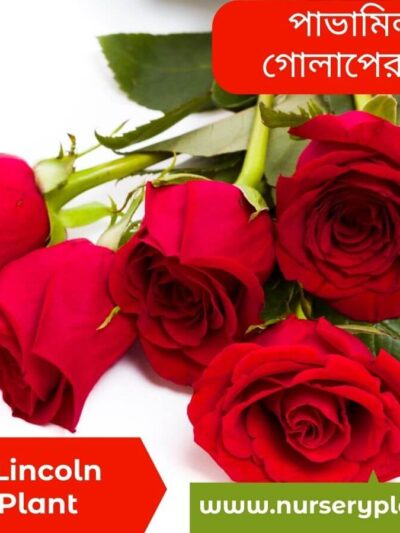 Mister Lincoln Rose Flower Images