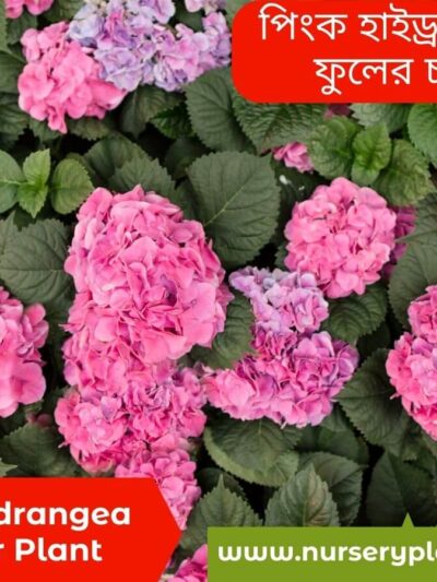 Pink Cherry Explosion Hydrangea Plant