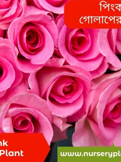 Pink Rose Flower Plant