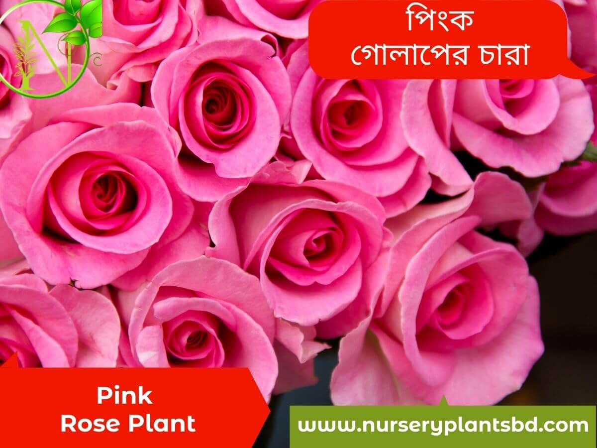 Pink Rose Flower Plant
