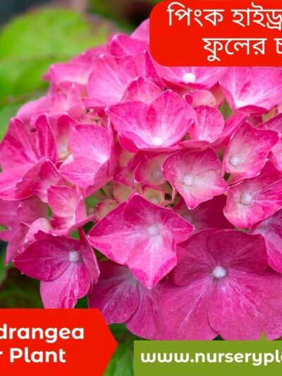 Cherry Explosion Hydrangea For Sale