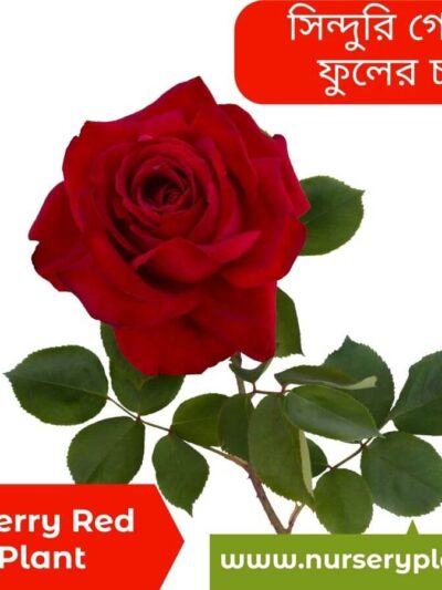 Dark Cherry Red Rose