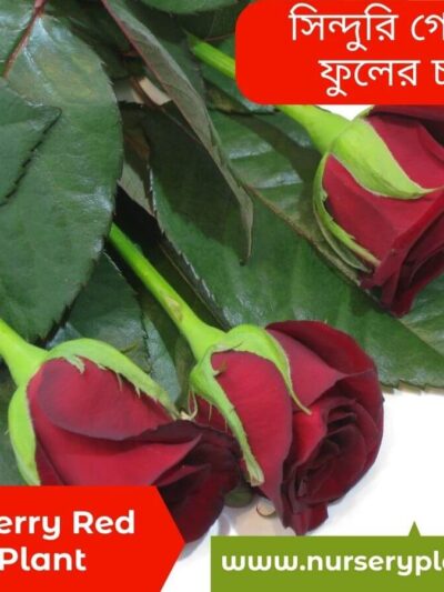 Red Rose, golap