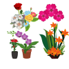 Flower Plants