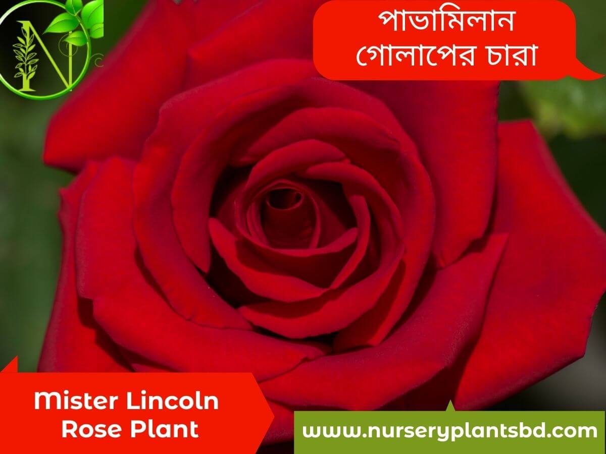 Mister Lincoln Rose Flower Picture