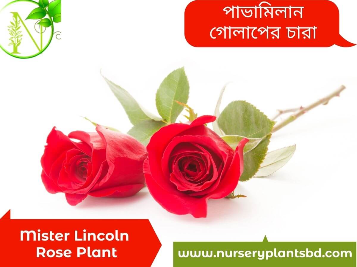 Mister Lincoln Rose Flower Image
