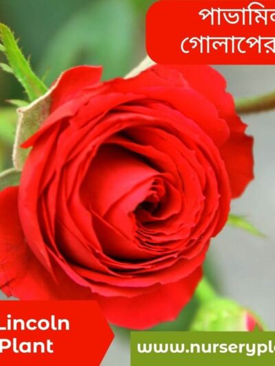 Mister Lincoln Rose