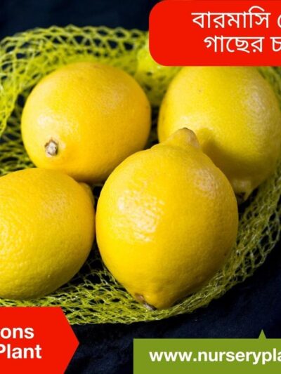 Lemon, All Seasons Lemon Tree
