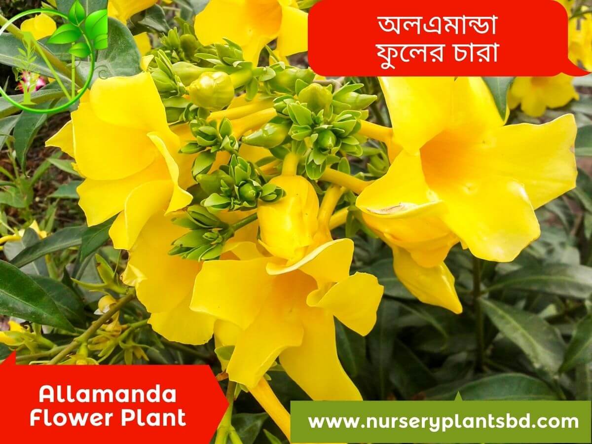 Allamanda Flower Plant Care