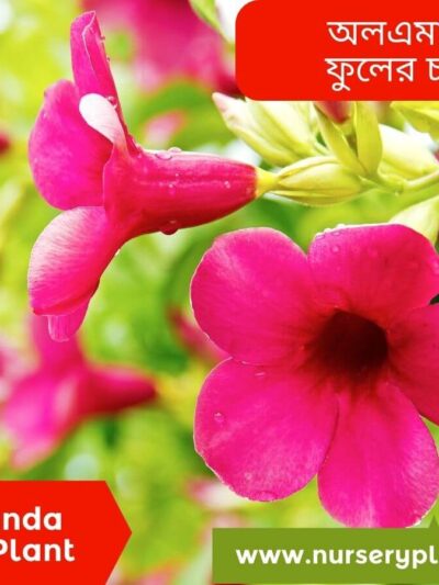 Allamanda plant flowering season