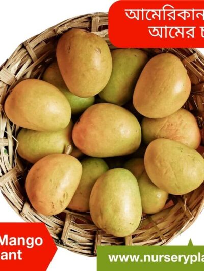 Alphonso Mango Fruit Tree