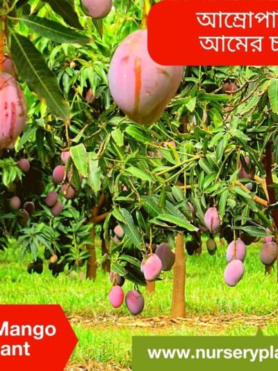 Amrapali Mango Tree