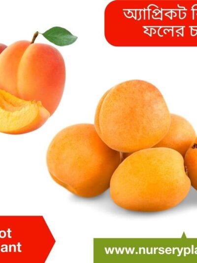 Apricot Tree, Apricot Tree For Sale