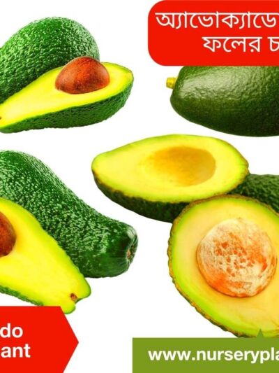 Avocado Fruit