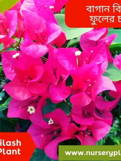Bagan Bilash flower