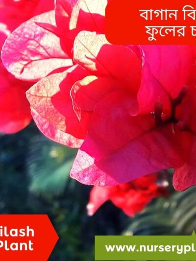Bagan Bilash flower plant