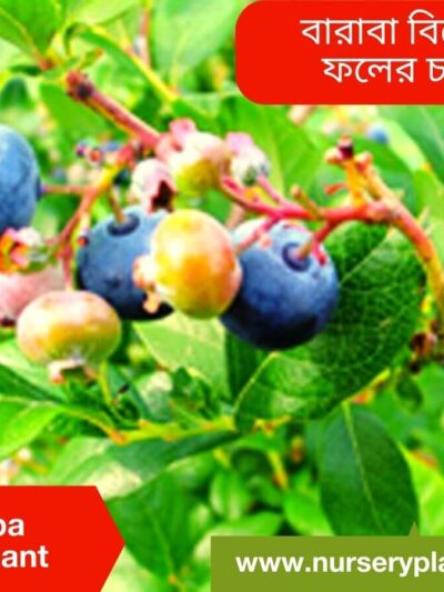 Baraba Fruit Tree