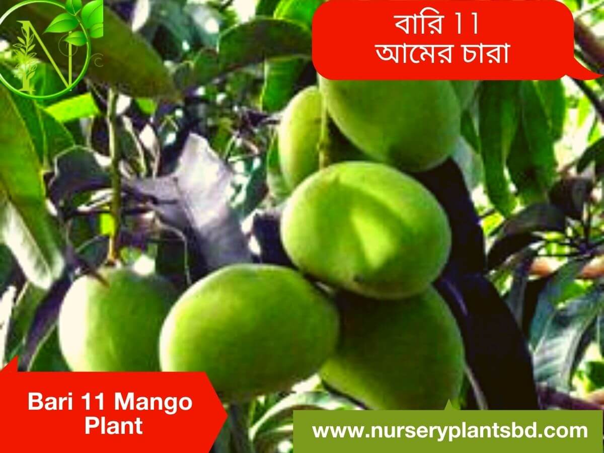 Mango bari hotsell