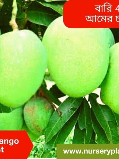 Bari Four Mango