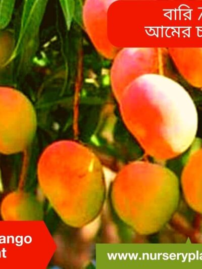 Bari Seven Mango Tree