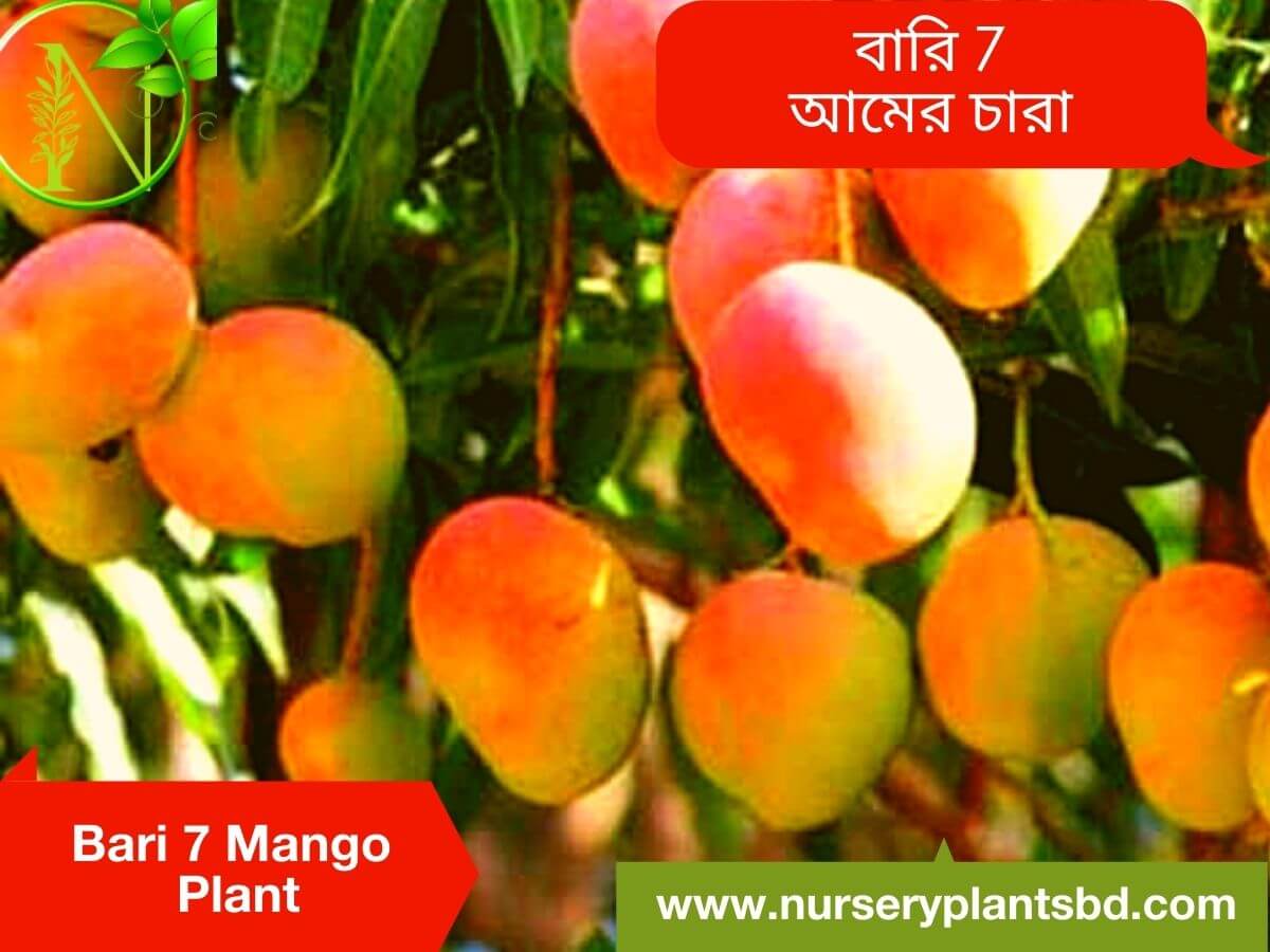 Bari Seven Mango Tree