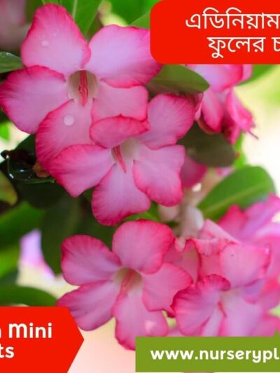 adenium mini
