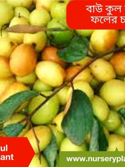 Jujube tree
