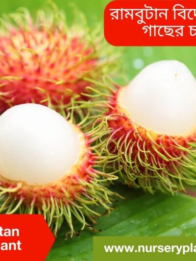 Best Rambutan