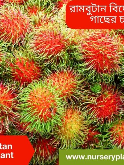 Best Rambutan Fruit Tree Nursery Plants