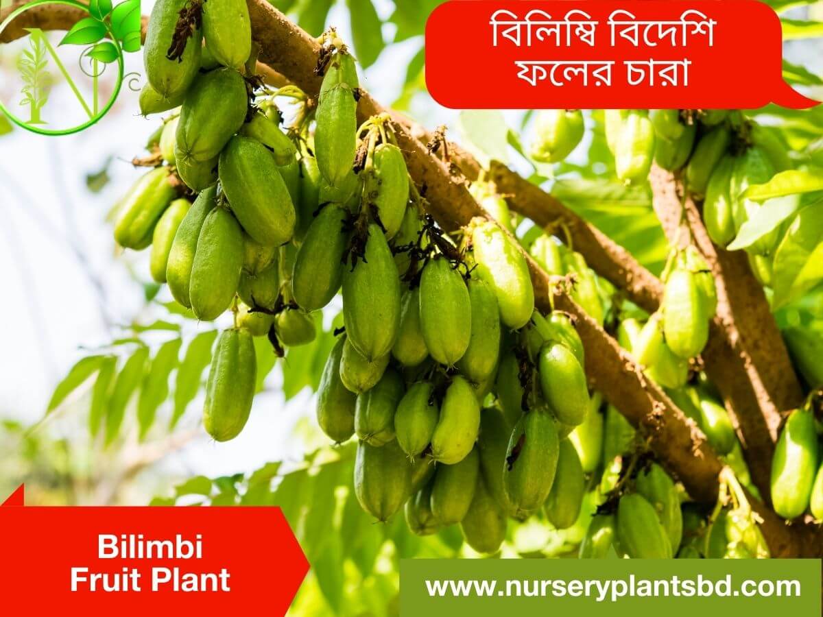 Bilimbi Fruit Tree For Sale