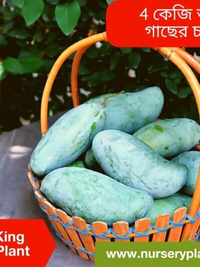 Brunei King Mango Plants