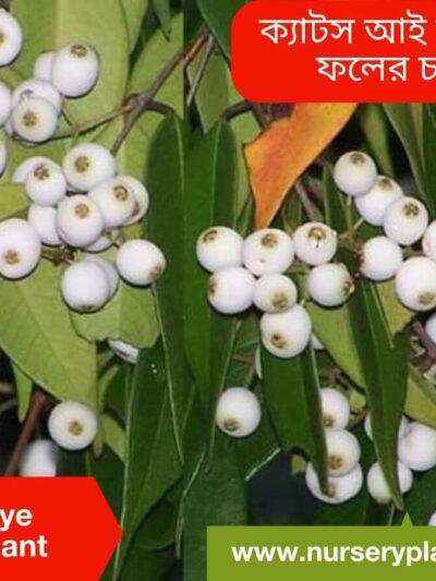 Cats Eye Fruit Tree For Sale