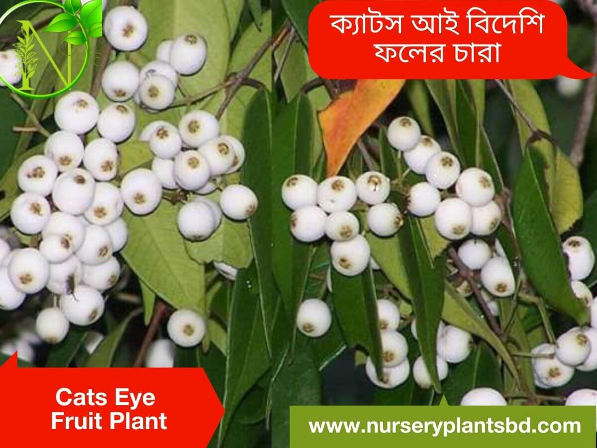 Cats Eye Fruit Tree For Sale