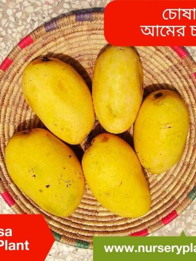 Chausa Mango Tree