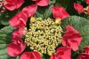 Cherry explosion hydrangea care