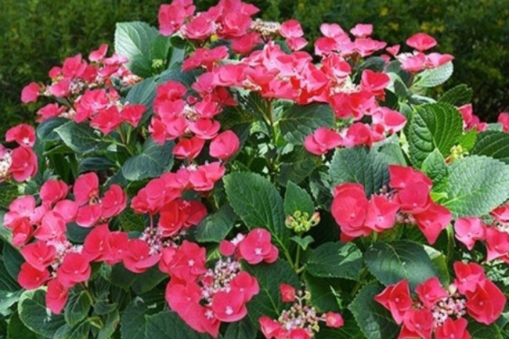 Cherry Explosion Hydrangea A Great Add To Your Garden