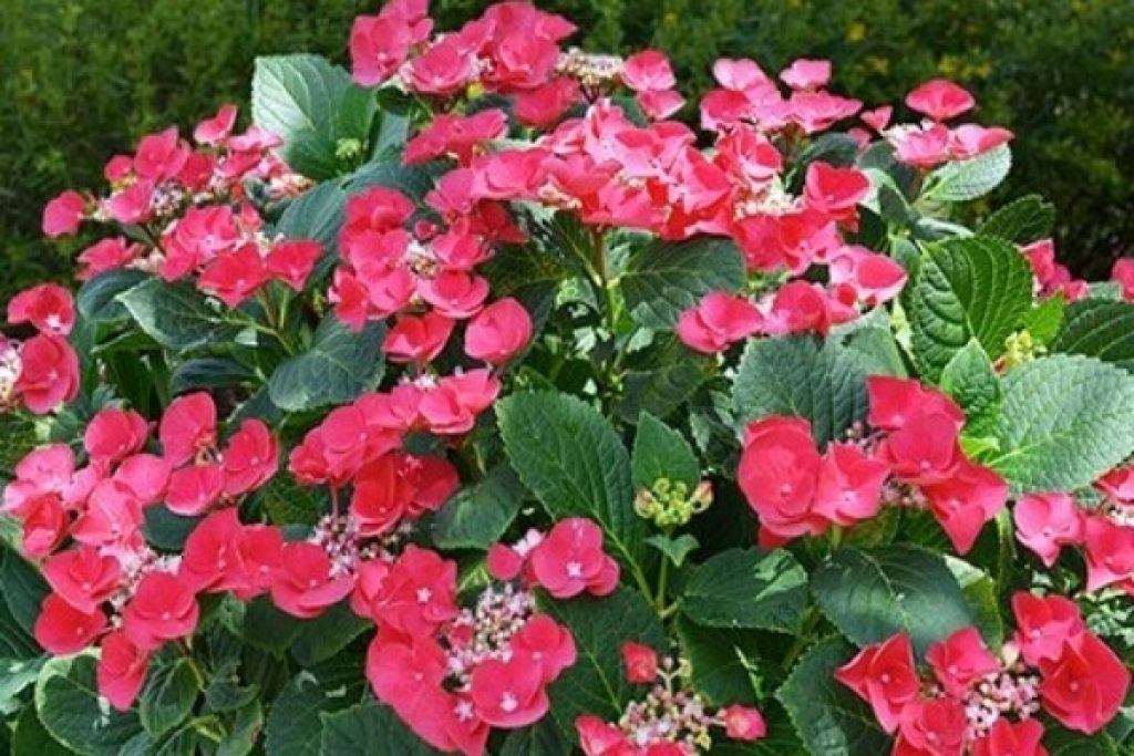 Cherry Explosion Hydrangea Near Me