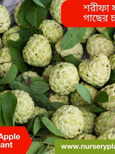 Custard Apple Fruit Tree Nursery