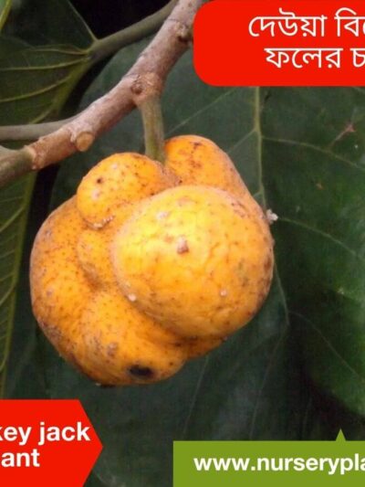 Monkey Jack Fruit, Deua Fruit Tree