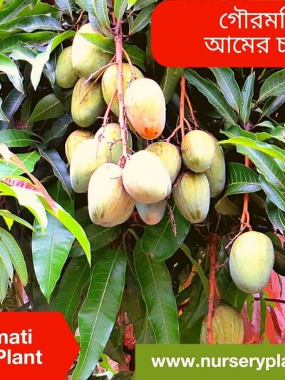 Gouromati Mango Tree For Sale