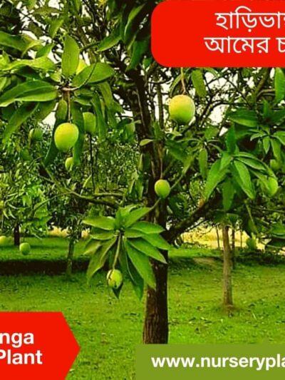 Haribhanga Mango Tree