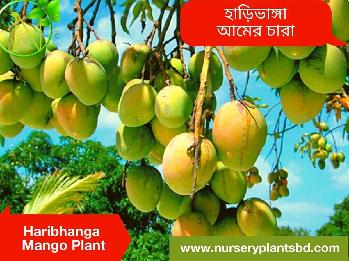 Haribhanga Mango Tree For Sale