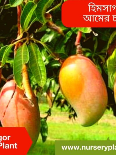Himsagor Mango Tree For Sale