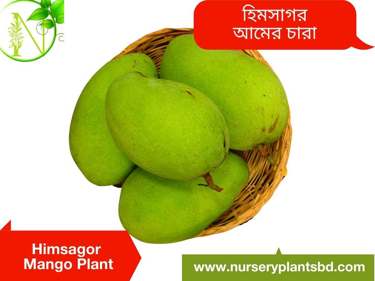 Himsagor Mango Tree