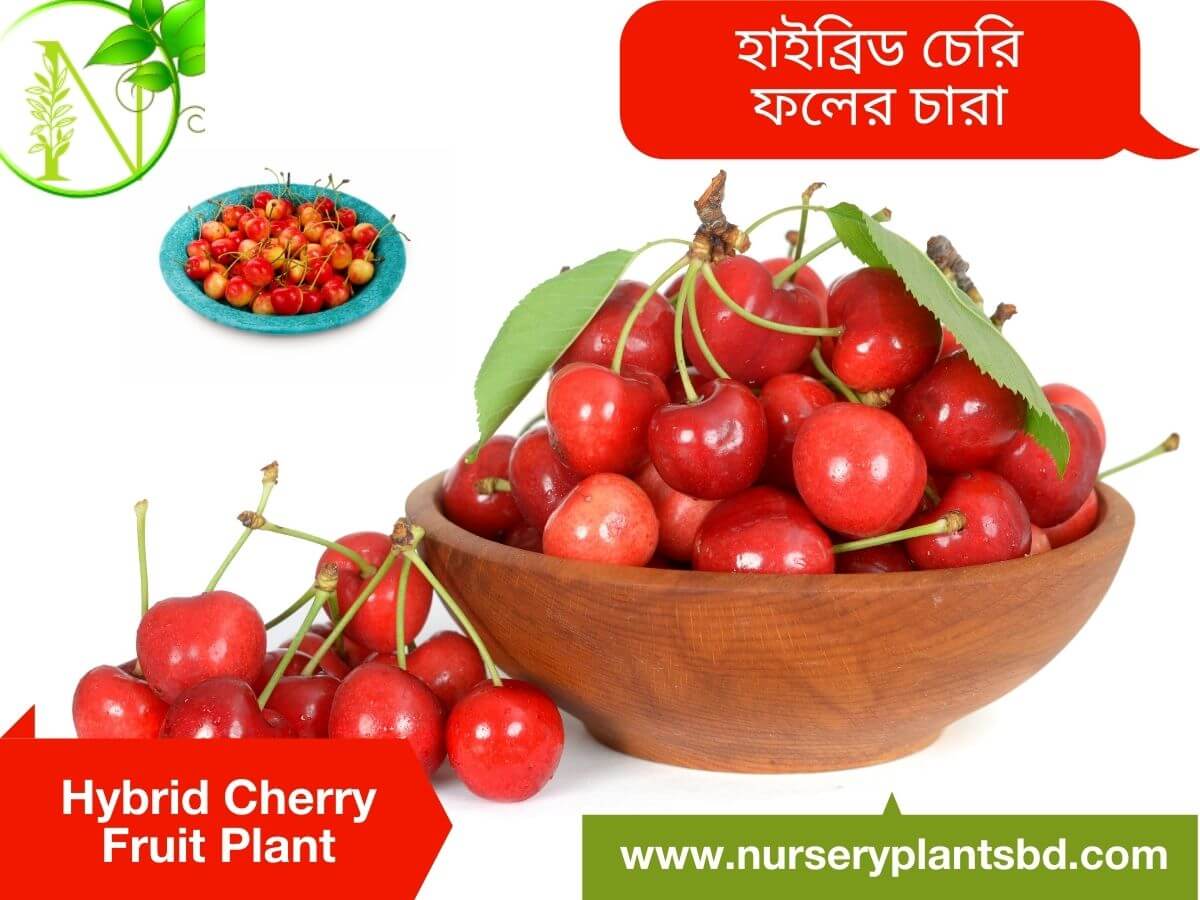 Hybrid Cherry Fruit