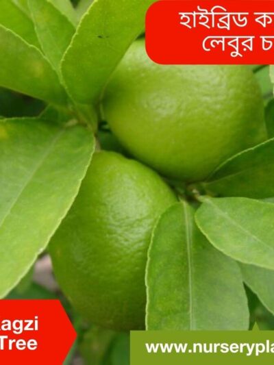 Hybrid Kagzi Lemon Tree