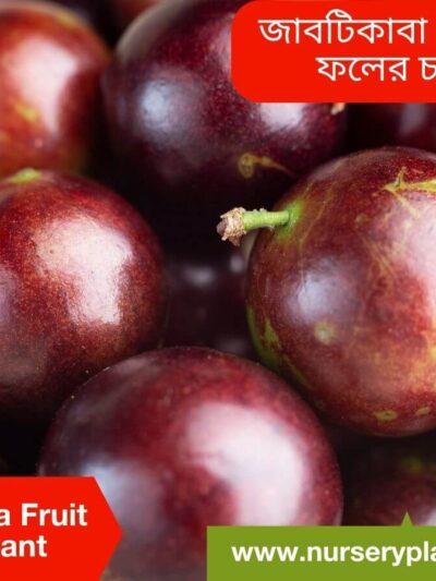 Jaboticaba Fruit Tree