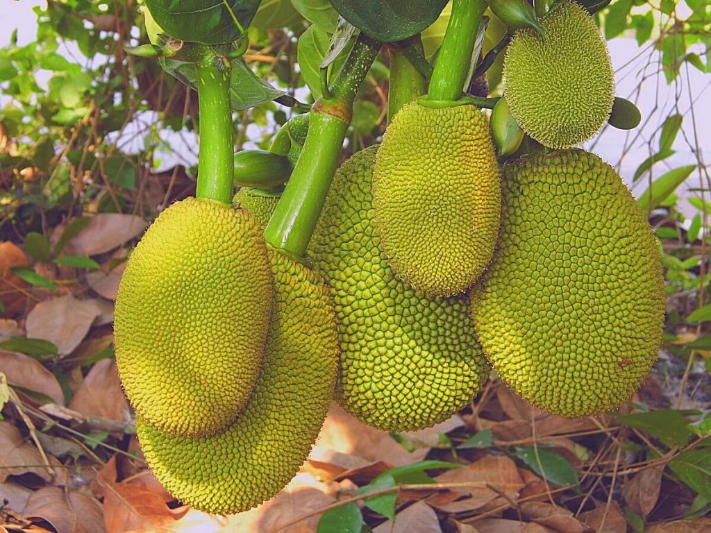 The Best Jack Fruit ( Kathal ) Trees For Sale - 2021